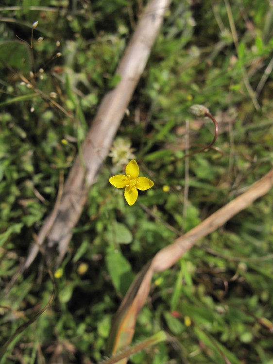 Cicendia filiformis